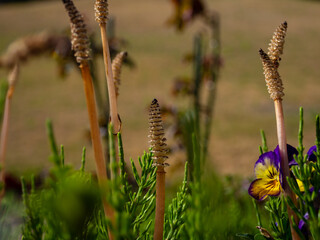 ツクシ　春イメージ