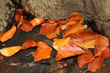 Leaves lying on the trunk in the fall season