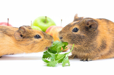 Lunch time. Funny guinea pig portrait over white background