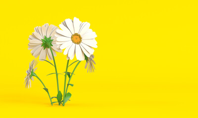 White Daisy  flowers on yellow background yellow spring background 3D Rendering