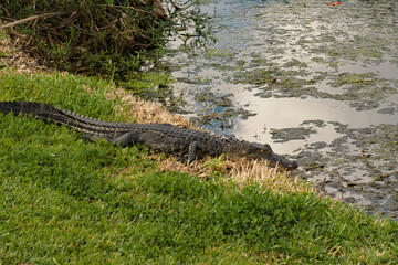 American Alligator in Miami, Florida