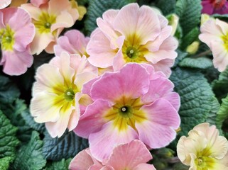 Primrose 'Chameleon'