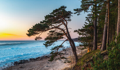 Beautiful landscape of Baltic sea. Sunny day. Pine trees.