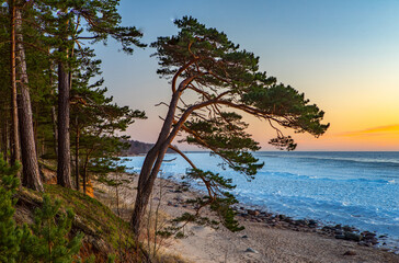 Fototapeta na wymiar Beautiful landscape of Baltic sea. Sunny day. Pine trees.