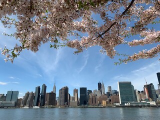 Cherry blossoms surround the Manhattan skyline