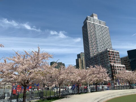 A tall city apartment building sits at the edge of a public park with blooming cherry blossom trees in spring