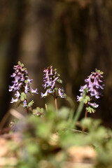 Gefingerter Lerchensporn