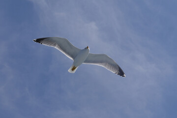 Fototapeta na wymiar Seagull Procida in sunny summer day, Procida Island, Italy