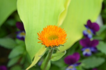 Orange daisy, scientific name Erigeron aurantiacus