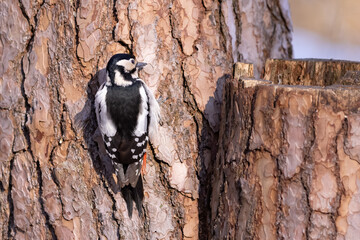 Great spotted woodpecker (Dendrocopos major) on a tree.