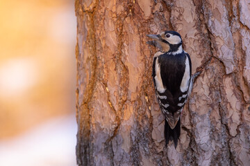 Great spotted woodpecker (Dendrocopos major) on a tree.