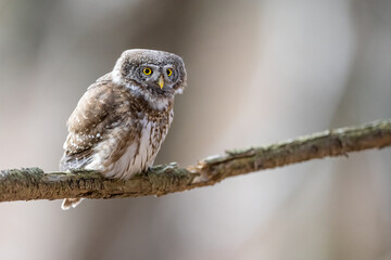 Owls - Pygmy Owl (Glaucidium passerinum) sitting on the branch in forest