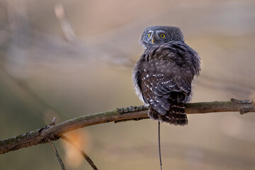Owls - Pygmy Owl (Glaucidium passerinum) sitting on the branch in forest