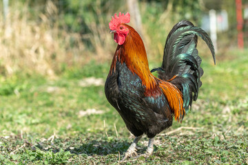 Farmyard rooster on an educational farm.