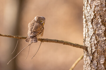 Owls - Pygmy Owl (Glaucidium passerinum) sitting on the branch in forest