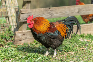 Farmyard rooster on an educational farm.