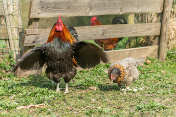 Farmyard rooster and hens on an educational farm.