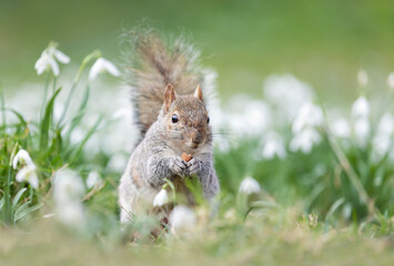 Close-up of a Grey Squirrel eating nut in snowdrops