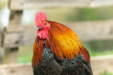 Portrait of a farmyard rooster on an educational farm.