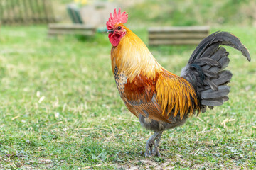 Farmyard rooster on an educational farm.
