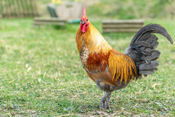 Farmyard rooster on an educational farm.