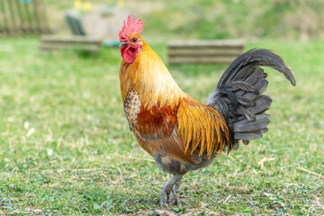 Farmyard rooster on an educational farm.