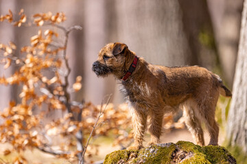 Cute little Border terrier puppy. Little dog in the forest