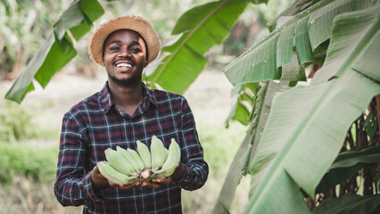 African farmer holding banana bunch at organic farm with smile and happy.Agriculture or cultivation...