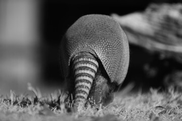 Armadillo walking with blurred background in black and white.