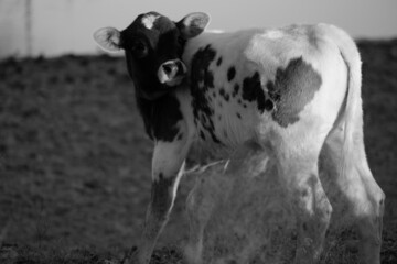 Spotted calf on farm in black and white.