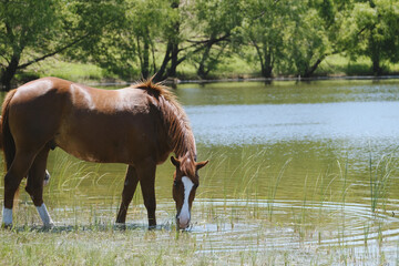 Sorrel blaze face gelding horse getting drink from pond water in Texas summer landscape. - obrazy, fototapety, plakaty