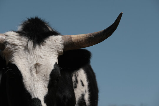 Black and white spotted corriente cow horn and face isolated against blue sky background.