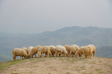 Obraz premium A herd of sheep in the mountains. Beautiful mountain landscape view. Shepherds Home in the Mountains.