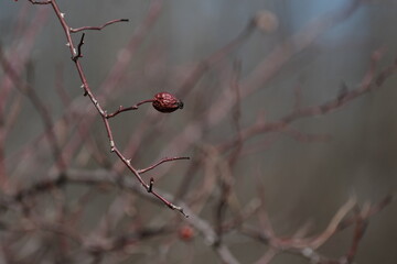 Dry rose hips, dog rose or wild rose plant in spring, dry plant i
