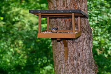 A small bird in a bird feeder.