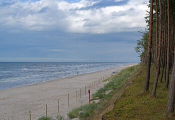 pine forest on beach