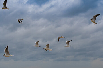 seagull flying