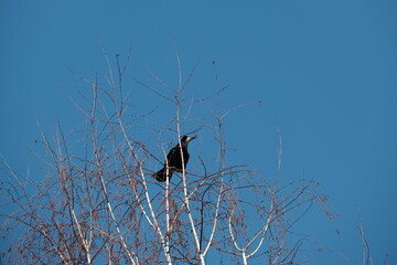 Rook bird on the tree in nature