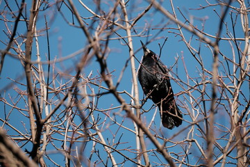 Rook bird on the tree in nature