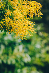 Beautiful yellow mimosa flowers in a spring garden.