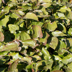 Fototapeta premium Epimedium x perralchicum. Plante des elfes ou épimèdes au magnifique feuillage nervuré, teinté de cuivre et vert brunâtre, bords épineux brun foncé avant apparition d'inflorescences flottantes jaune