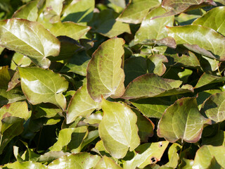Epimedium x perralchicum. Plante des elfes ou épimèdes au magnifique feuillage nervuré, teinté...