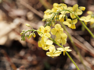 Epimedium x perralchicum.  Fleurs des Elfes à inflorescences jaune sulfureux brillant racémeuses...