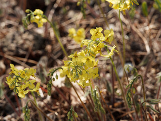 Epimedium x perralchicum.  Fleurs des Elfes à inflorescences jaune sulfureux brillant racémeuses...