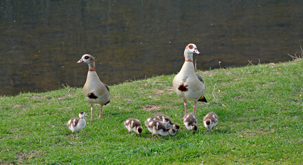 nilgänsefamilie
