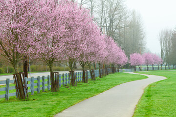 Footpath lined with cherry trees with pink blossom on a misty morning passing through cut green grass with a footpath in the Cascade Foothill community of North Bend in Washington State
