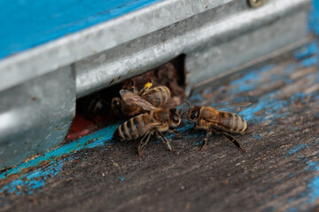 Close up of flying bees. Wooden beehive and bees.