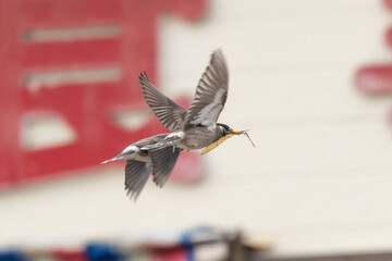 巣材をくわえて飛ぶムクドリの夫婦