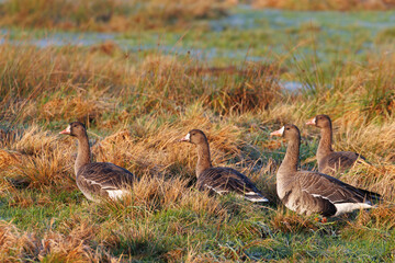 Blässgänse bei der Rast in Feuchtwiesen