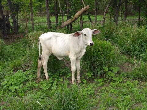 Bezerro nelore branco ro&ccedil;a